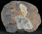 Multiple Fossil Ginkgo Leaf From North Dakota - Paleocene #29074-1